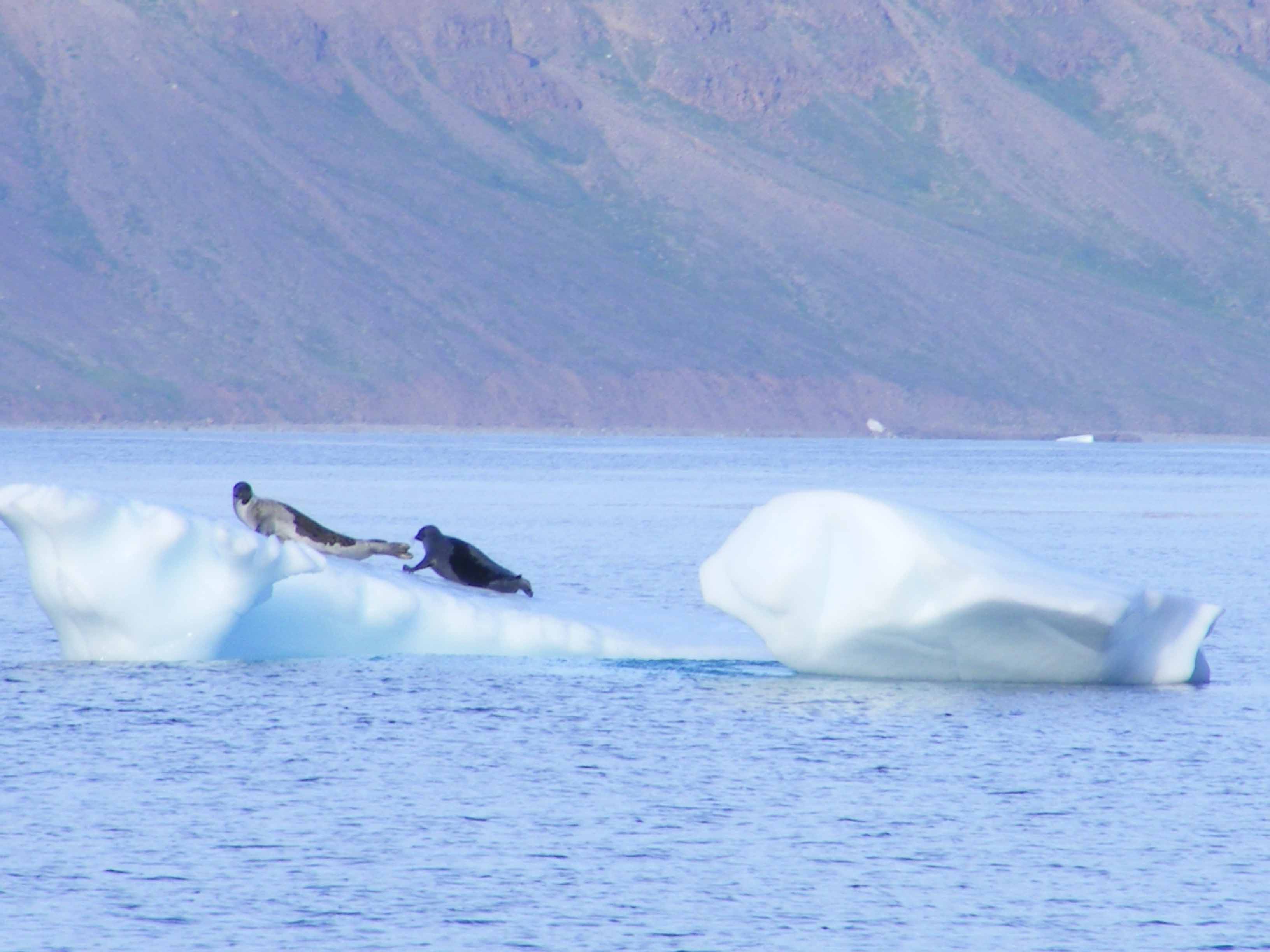 Jeffrey Allison voyage around Arctic circle